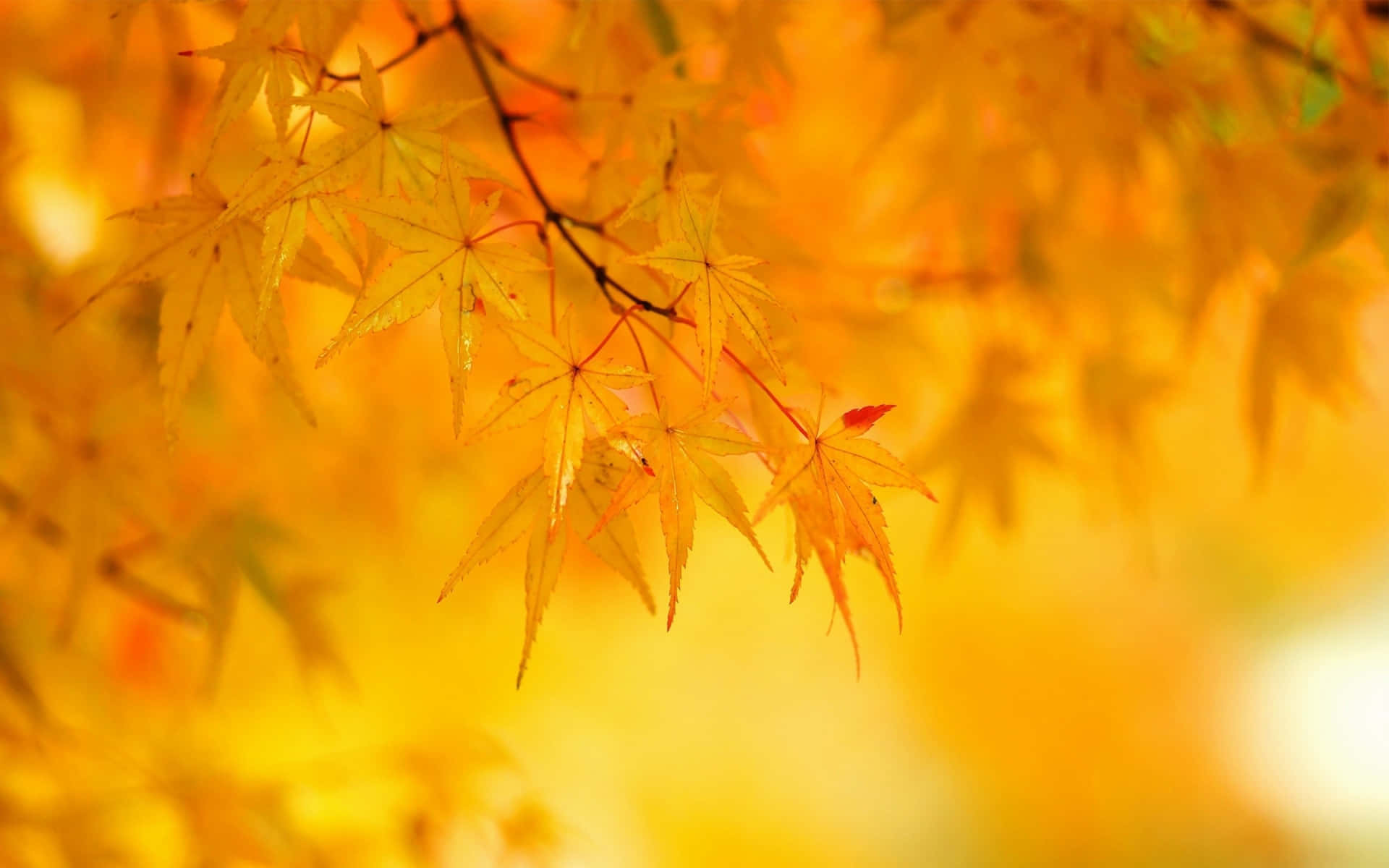 A beautiful scene of yellow leaves on trees during autumn Wallpaper