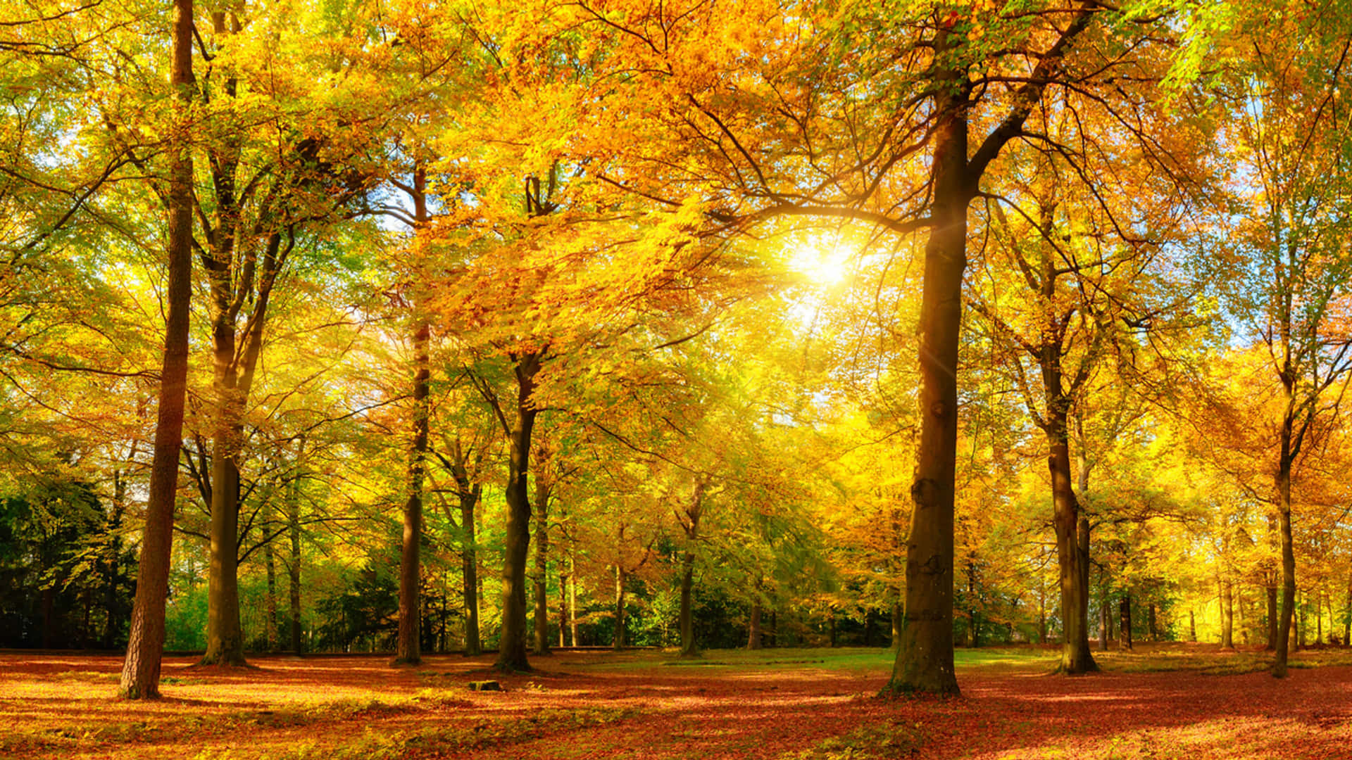 Levendige Gele Bladeren In De Herfst Achtergrond