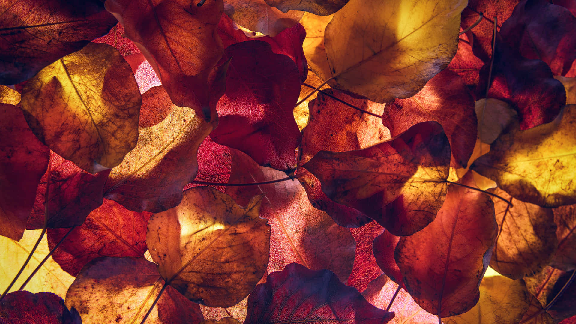 Golden Autumn Leaves Wallpaper Wallpaper