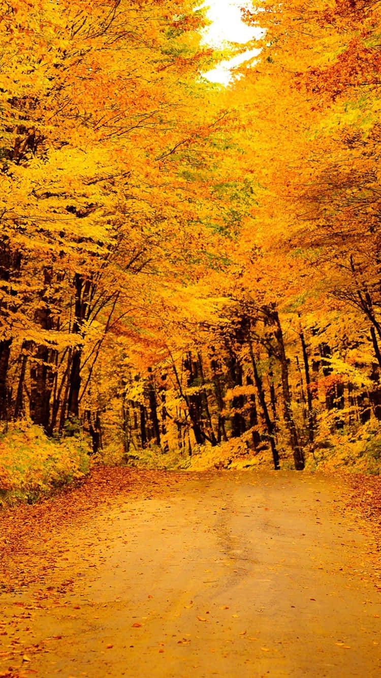 Beautiful Yellow Leaves Wallpaper Wallpaper