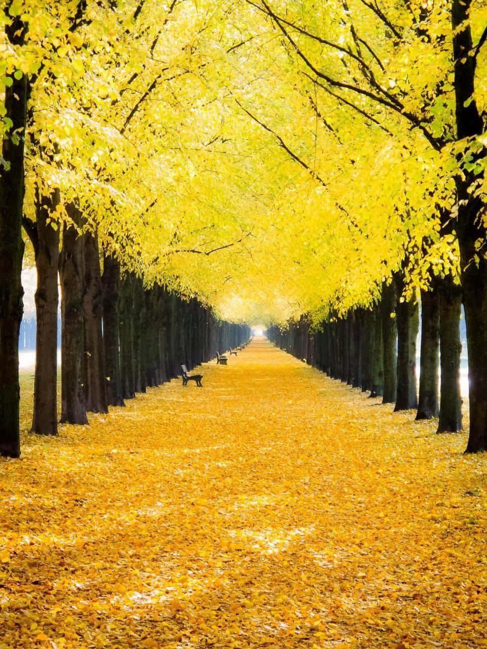 Mesmerizing Yellow Leaves in Autumn Wallpaper