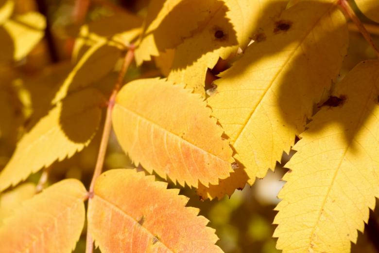 Yellow Leaves Beautiful Autumn Desktop Wallpaper