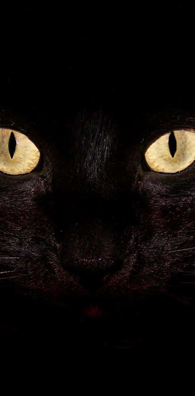 Yellow Light Cat Eyes Background