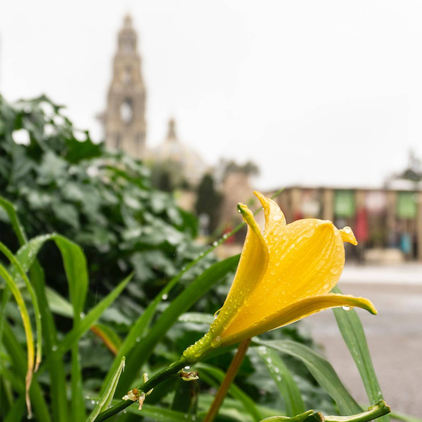 Yellow Lily Blooming In Balboa Park Wallpaper