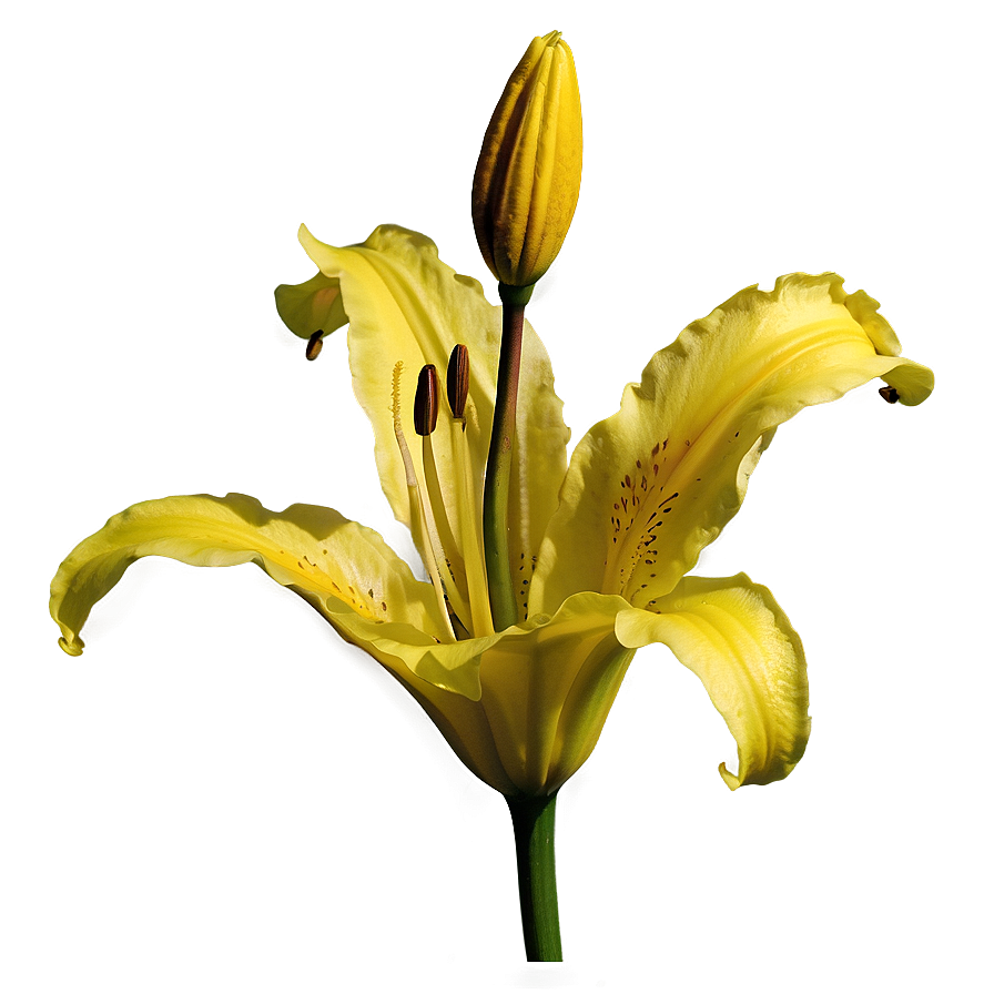Yellow Lily Flower Png 14 PNG