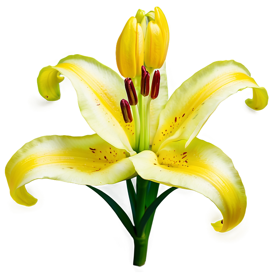 Yellow Lily Flower Png 91 PNG