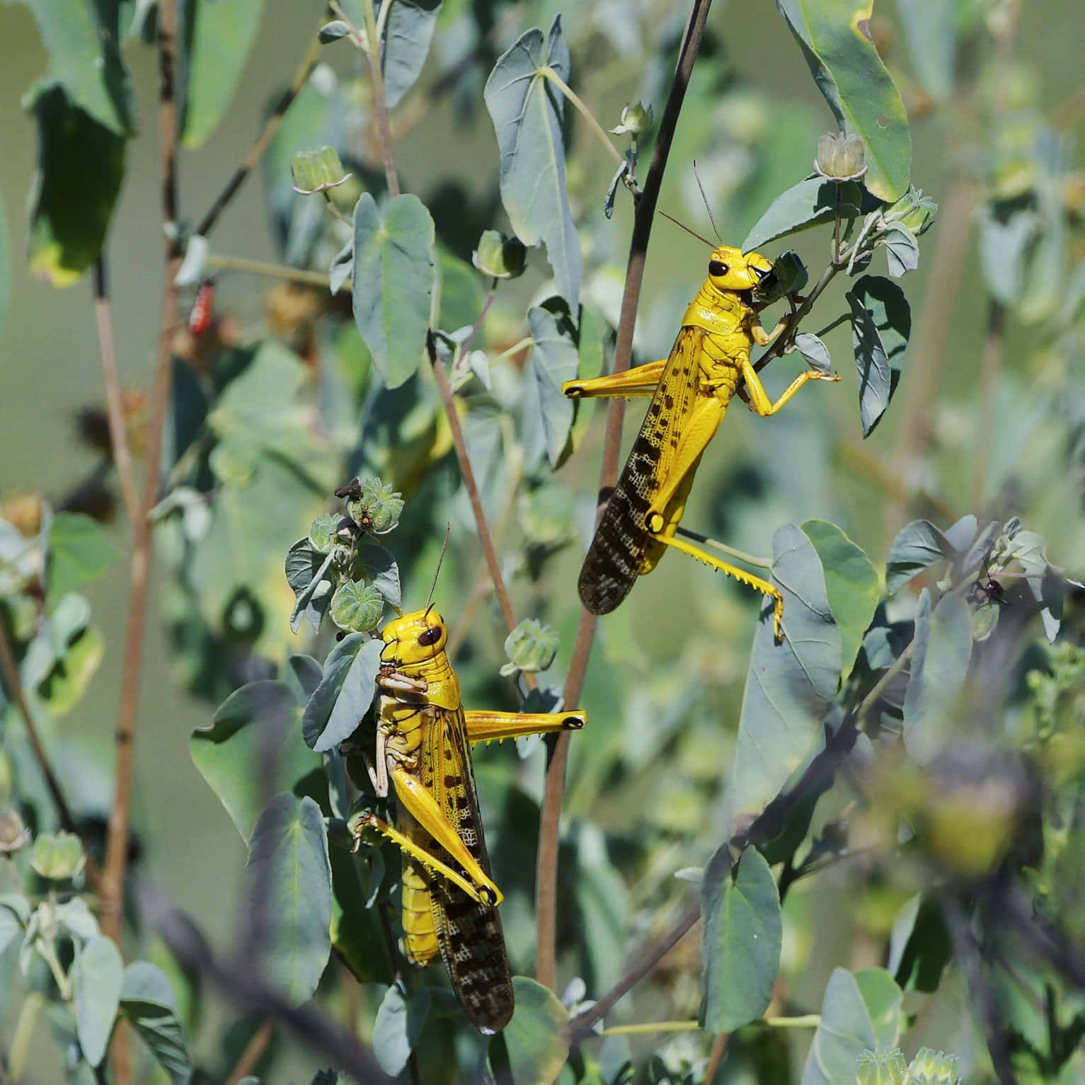 Yellow Locustson Greenery Wallpaper