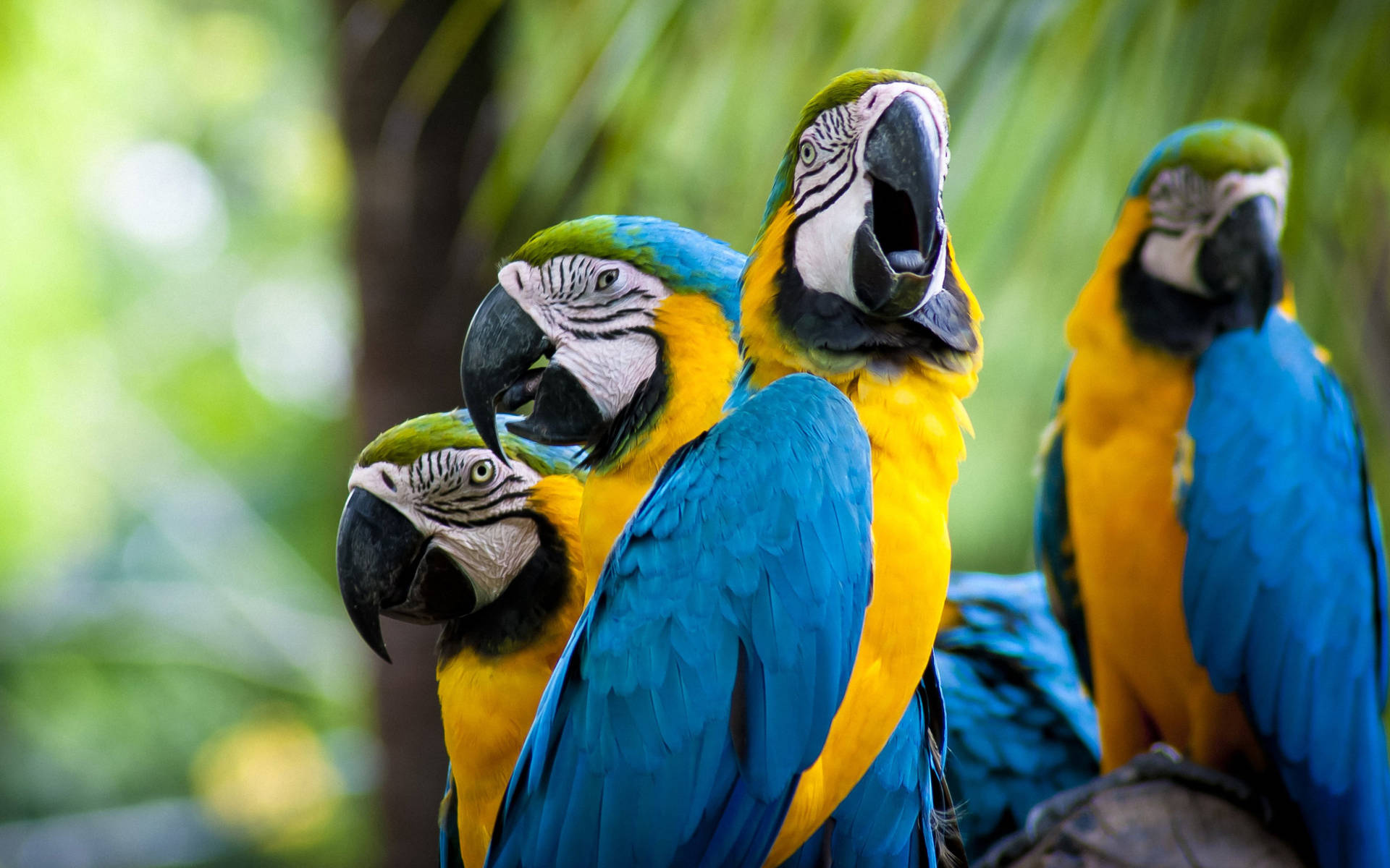 Yellow Macaw Birds Tropical Desktop Wallpaper