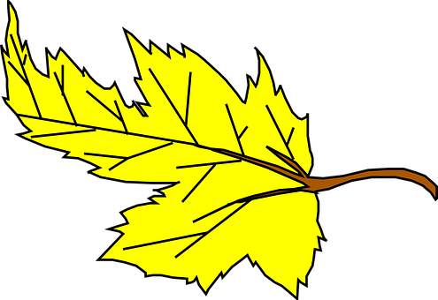 Yellow Maple Leaf Vector Illustration PNG