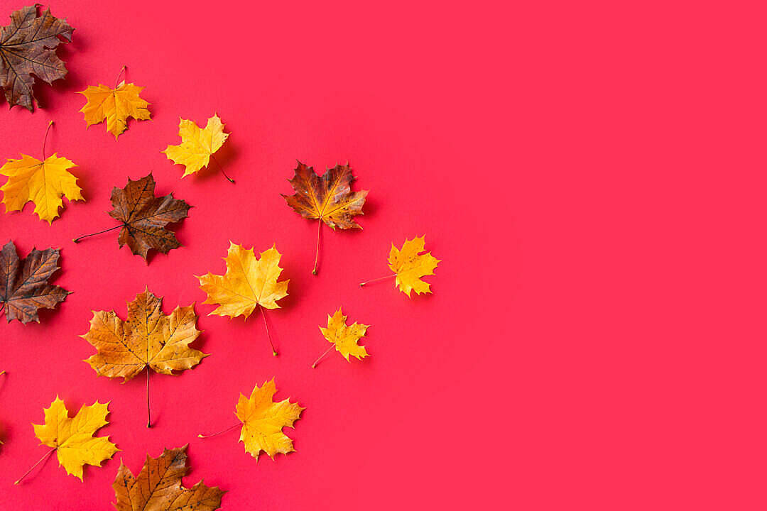Yellow Maple Leaves Beautiful Autumn Desktop Wallpaper