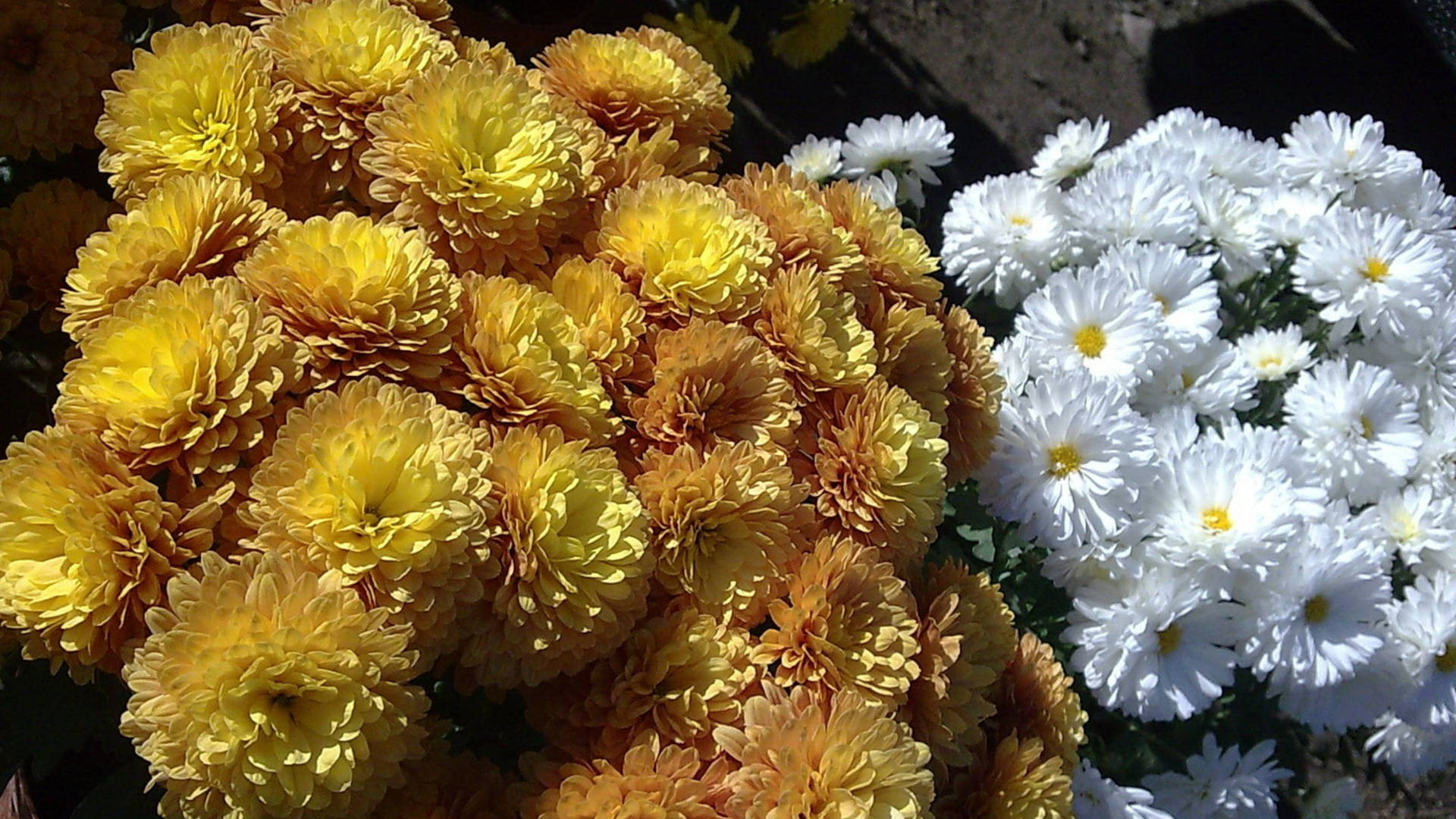 Yellow Marigold White Chrysanthemum Wallpaper