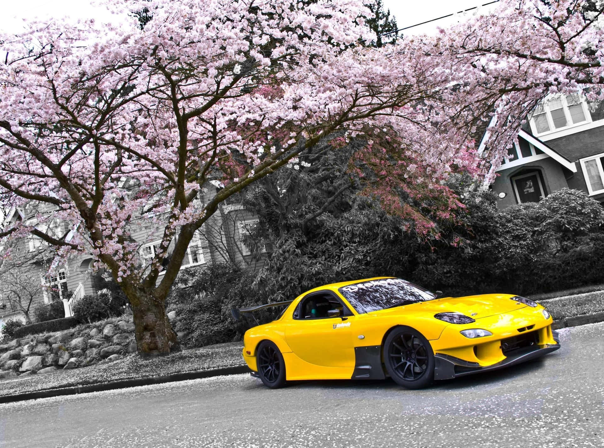 Mazdarx 7 Amarillo Debajo De Un Árbol De Sakura. Fondo de pantalla