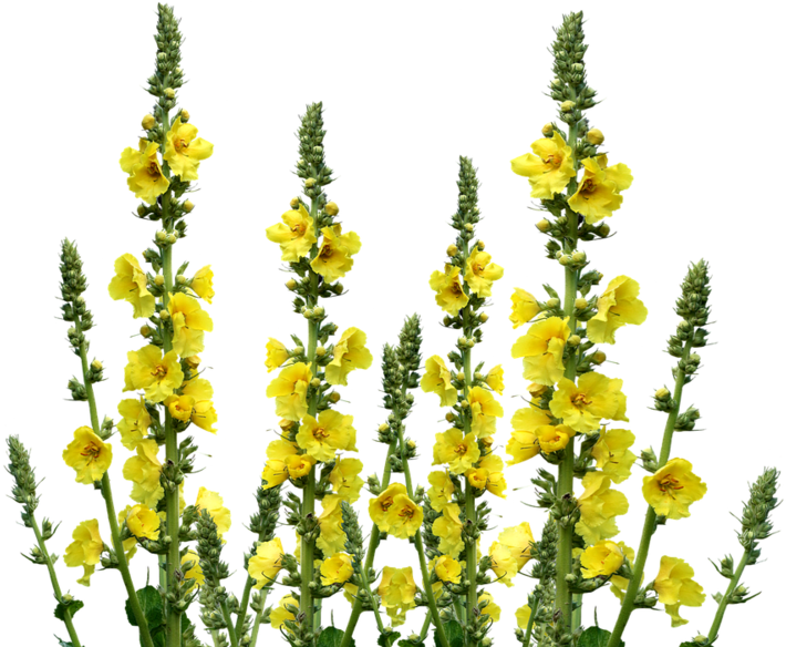 Yellow Meadow Flowers PNG