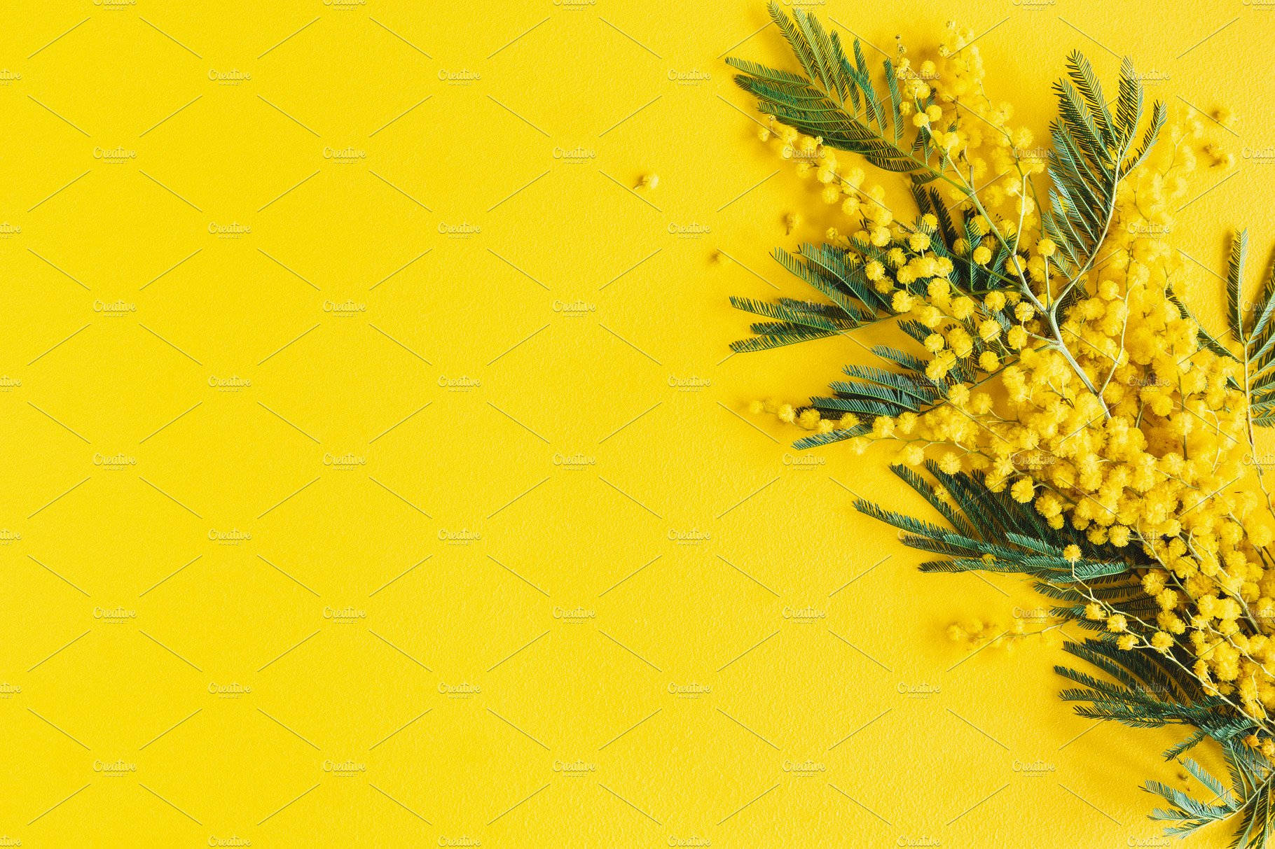 Yellow Mimosa Flower Branches Wallpaper