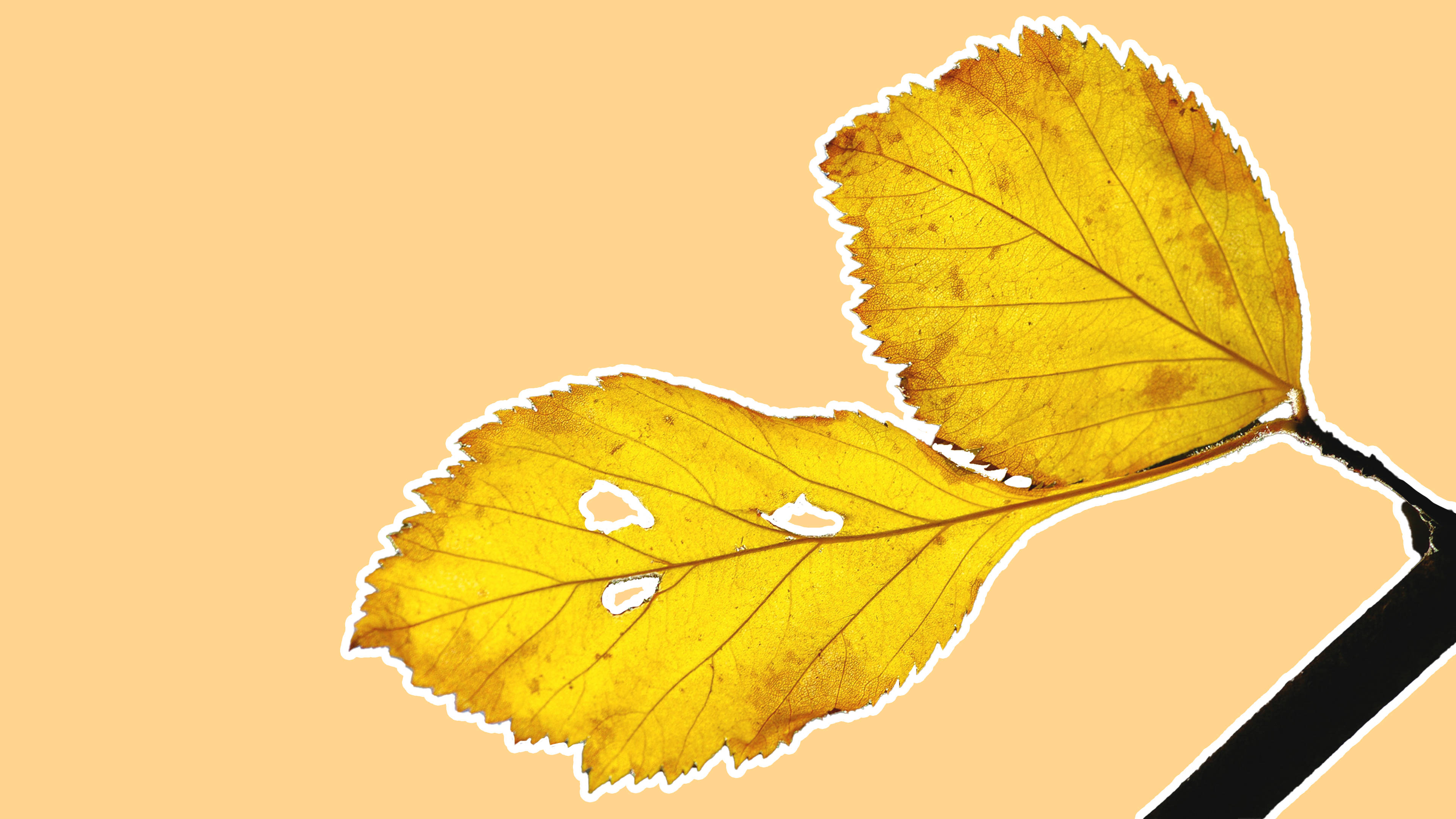 Yellow Minimalist Plant Leaves Wallpaper