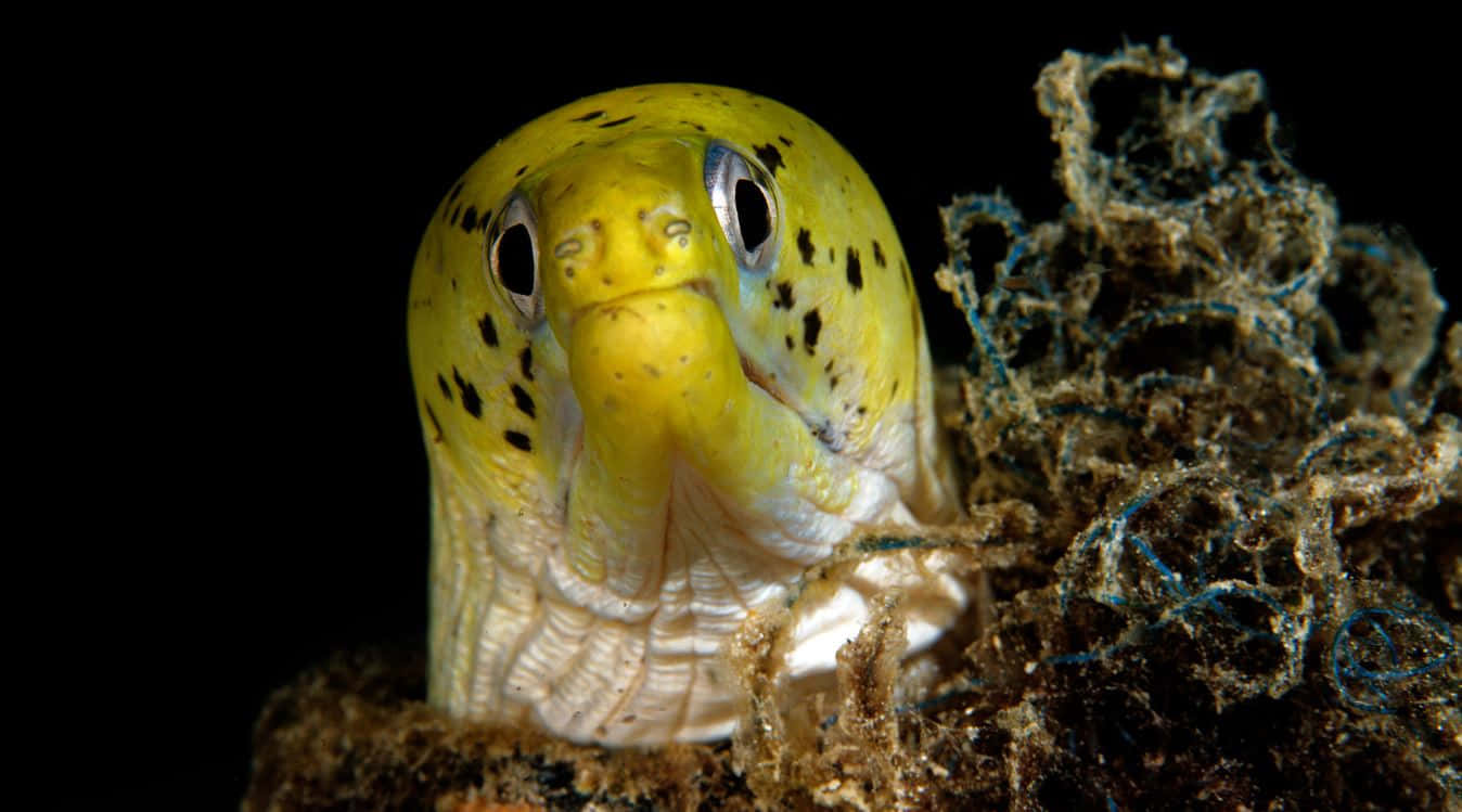 Yellow Moray Eel Peeking Out Wallpaper