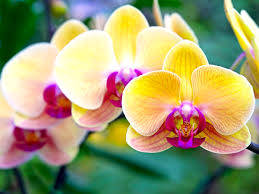Yellow Moth Orchid Variety Background
