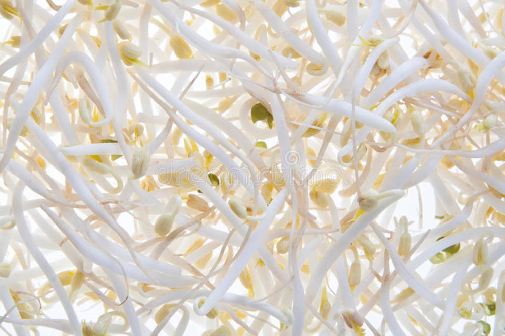 Yellow Mung Bean Sprouts Vegetable Picture