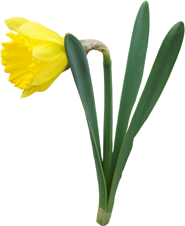 Yellow Narcissus Flower PNG