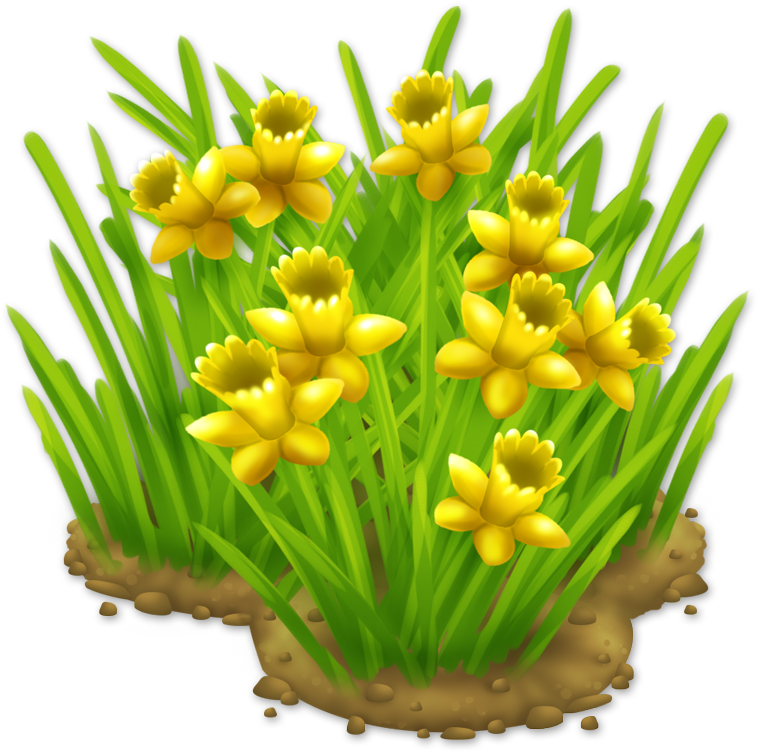 Yellow Narcissus Flower Cluster PNG