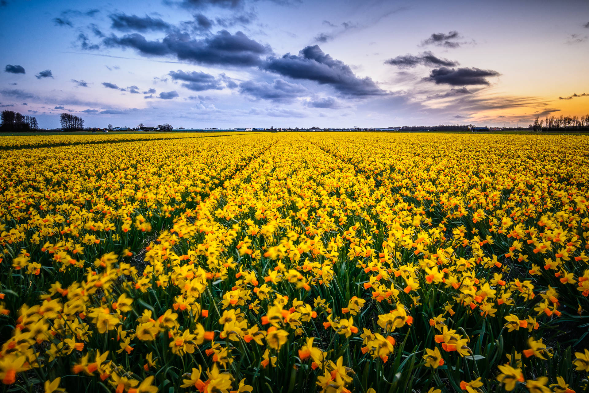 Yellow Narcissus Flower Field Wallpaper