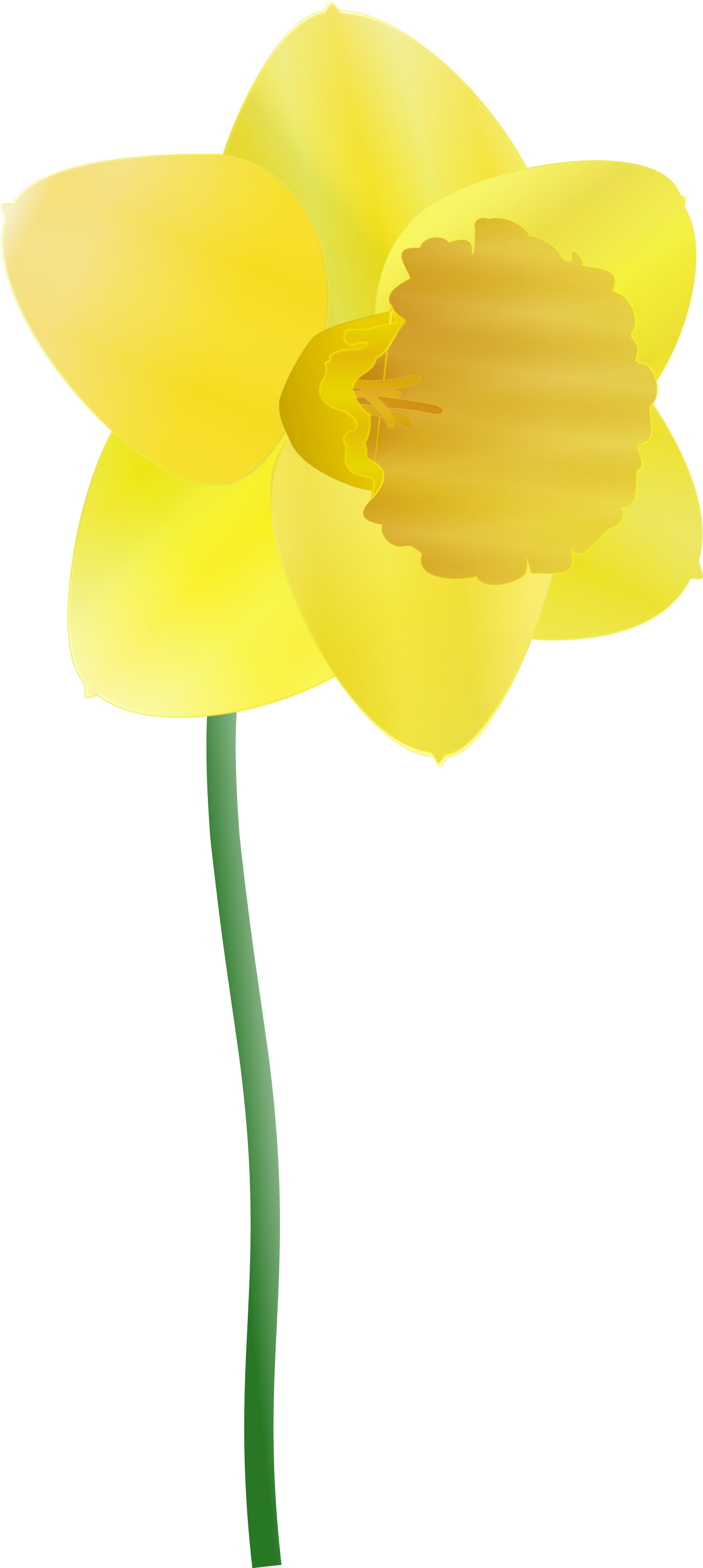 Yellow Narcissus Flower Illustration PNG