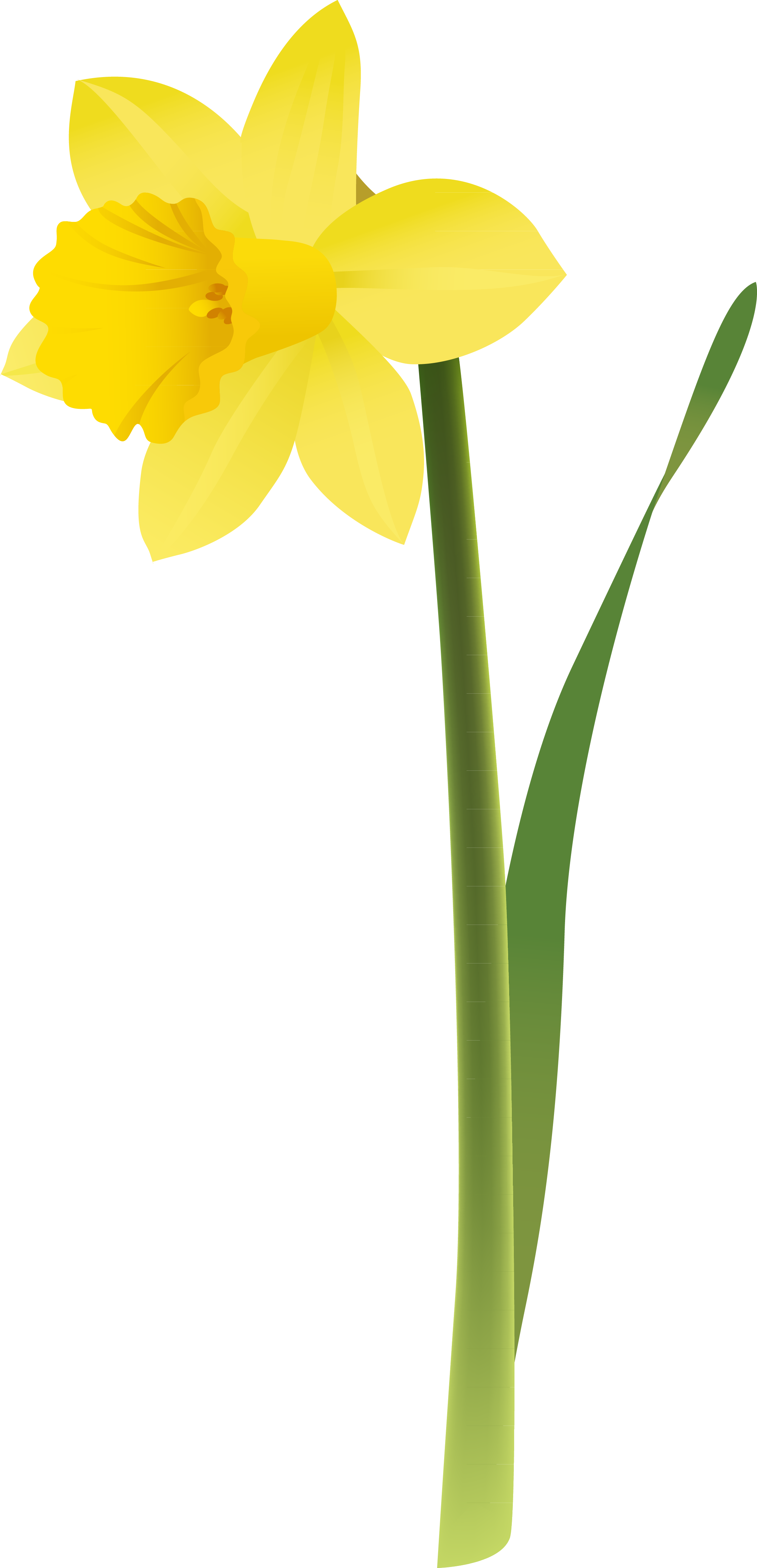 Yellow Narcissus Flower Illustration PNG