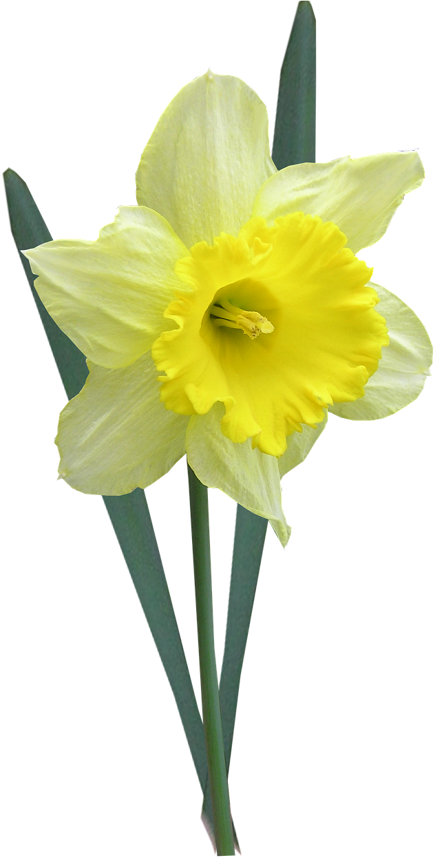 Yellow Narcissus Flower Isolated PNG