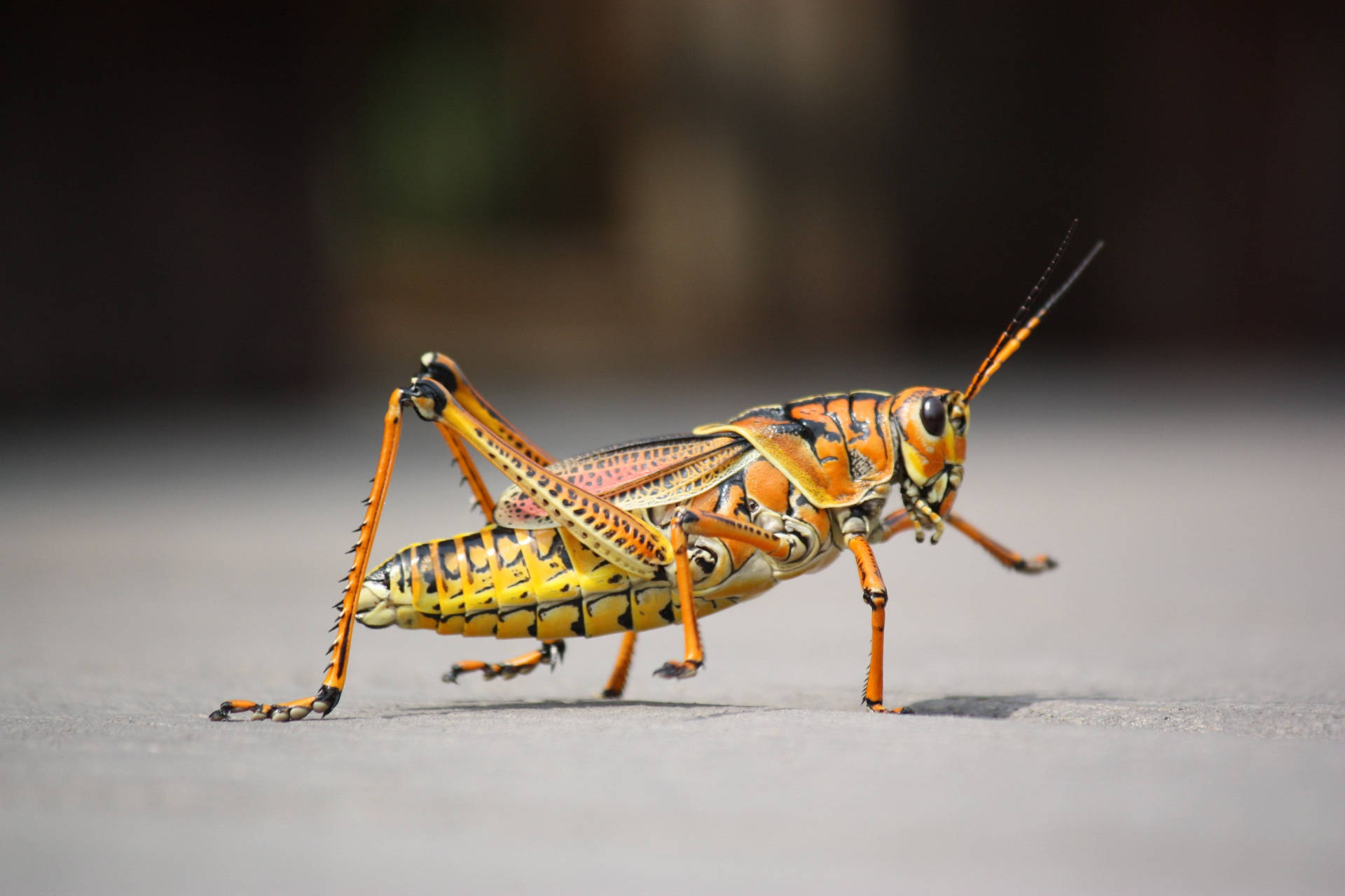 Yellow-orange Grasshopper Wallpaper
