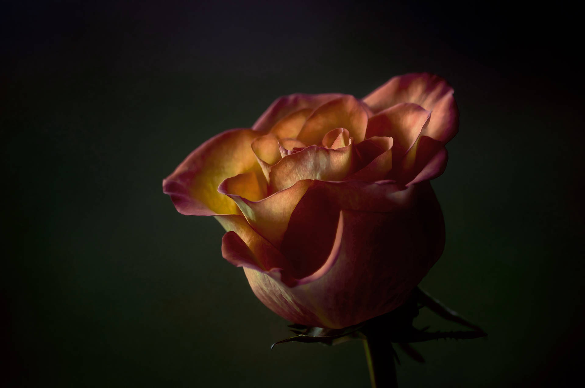 Florde Rosa Amarillo-naranja Fondo de pantalla