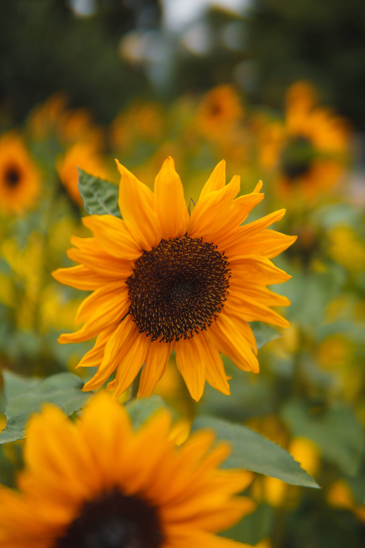 A Bouquet of Vibrant Sunflowers Wallpaper