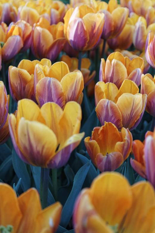 Gul-Orange Tulipaner De Mest Smukke Naturens Billede Wallpaper