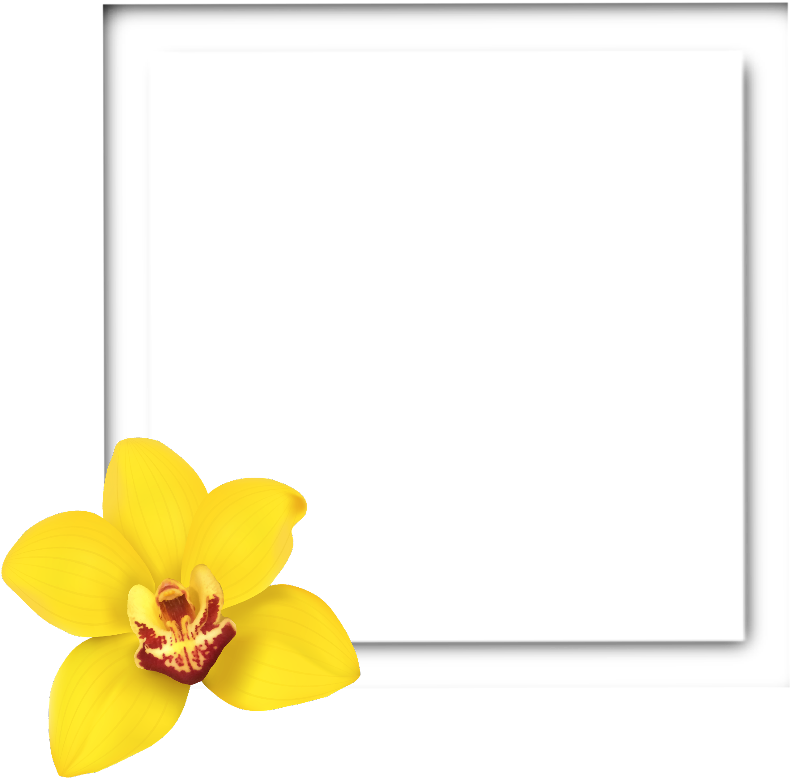 Yellow Orchid Black Square Frame PNG