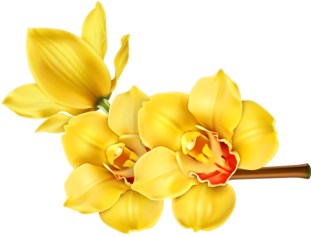 Yellow Orchid Blossoms PNG