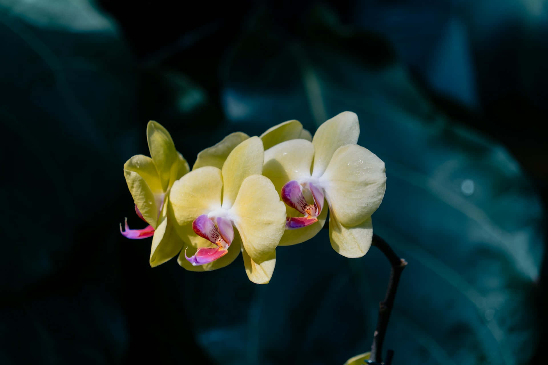 Yellow Orchid Dark Background Wallpaper