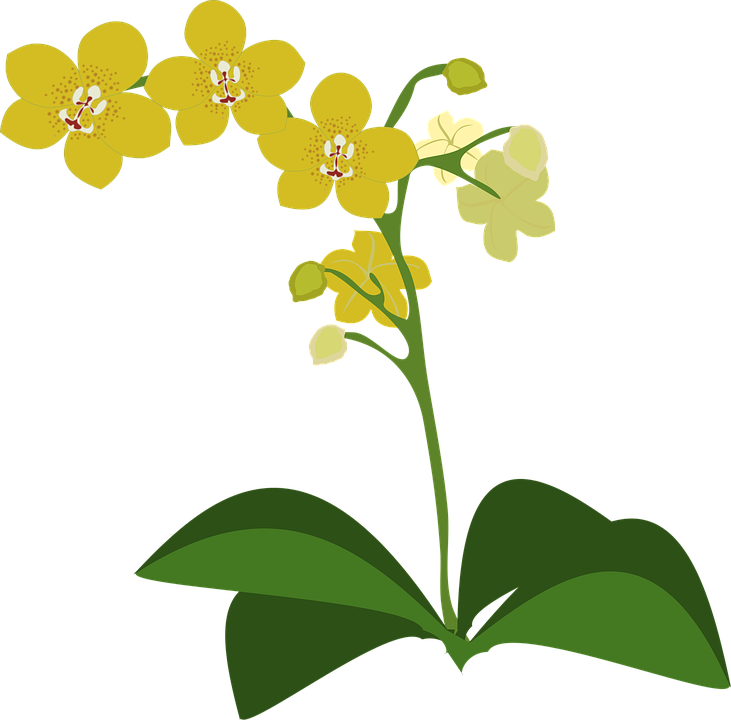 Yellow Orchid Illustration PNG