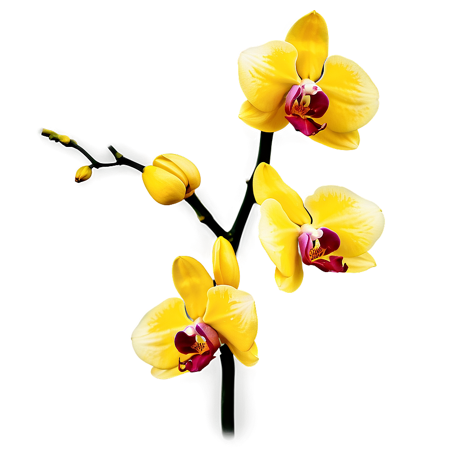 Yellow Orchid Png 05242024 PNG
