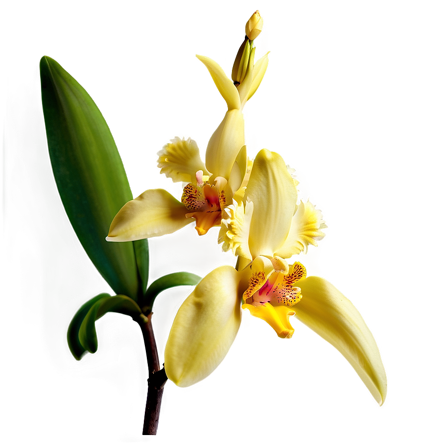 Yellow Orchid Png 05242024 PNG