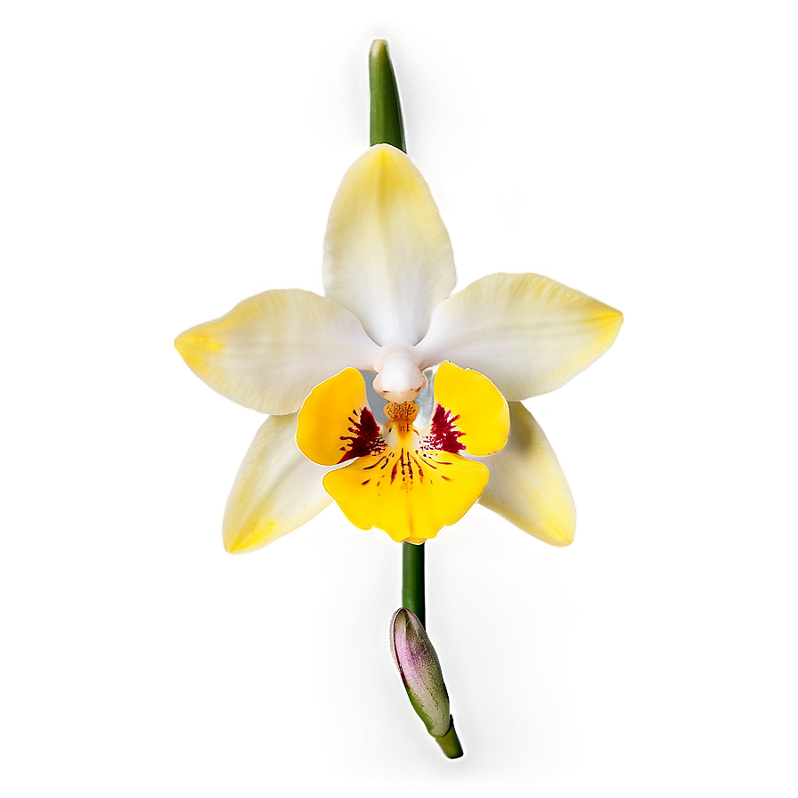 Yellow Orchid Png 98 PNG