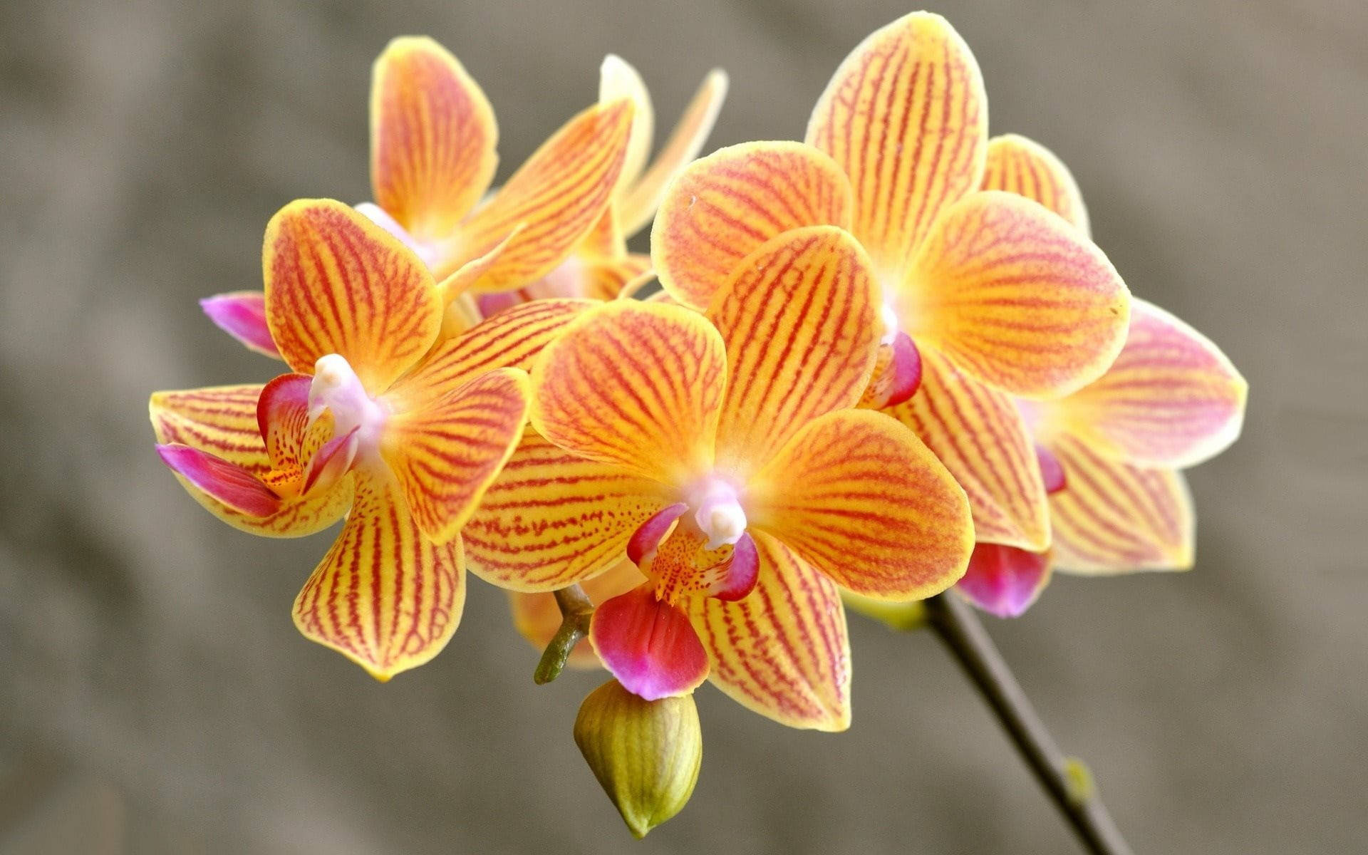Yellow Orchid Red Stripes Beautiful Flower Wallpaper