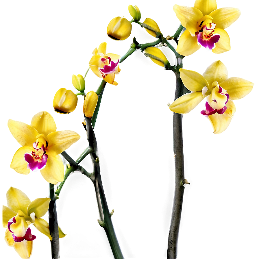 Yellow Orchids Png Tlf PNG