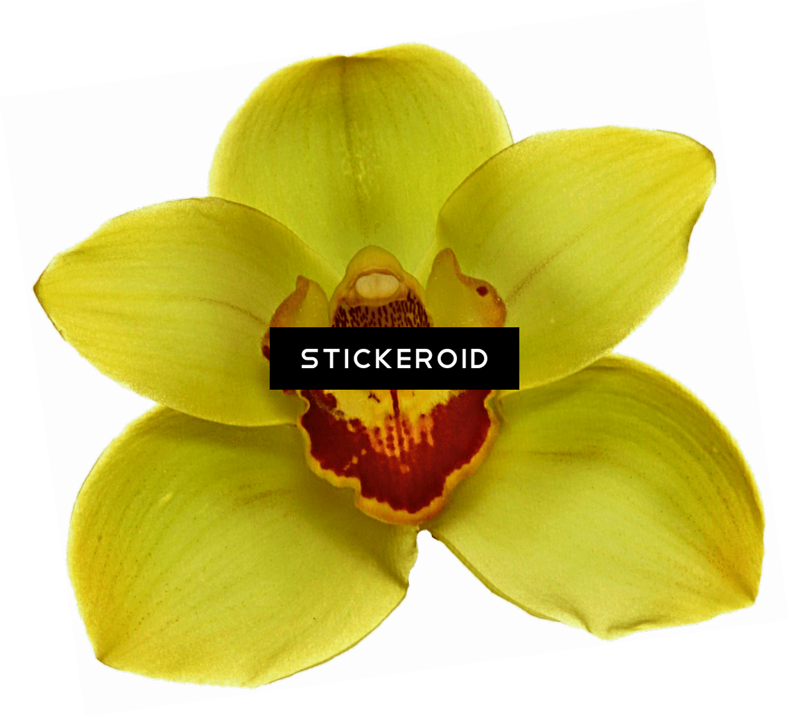 Yellow Orchidwith Watermark PNG