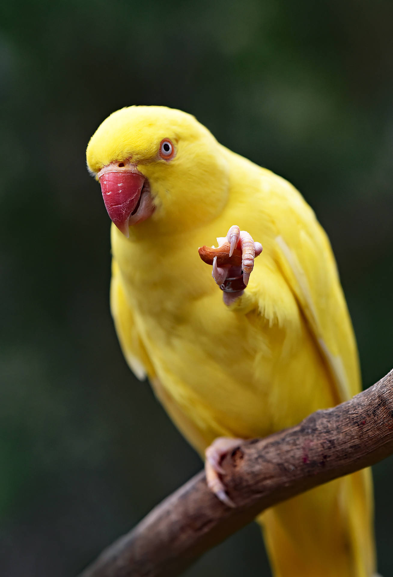 Yellow Parrot Bird