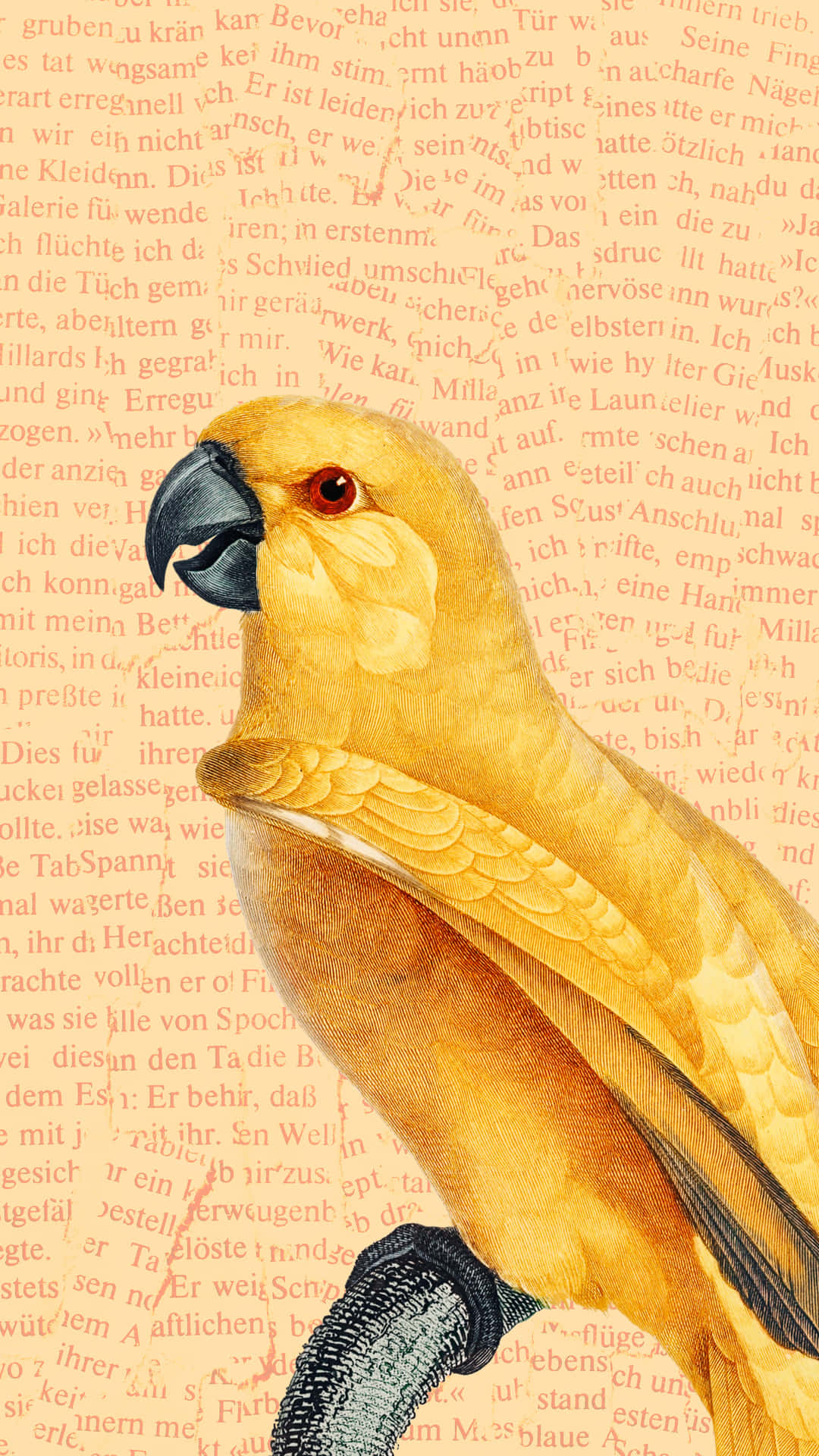 Yellow Parrot Illustration Wallpaper