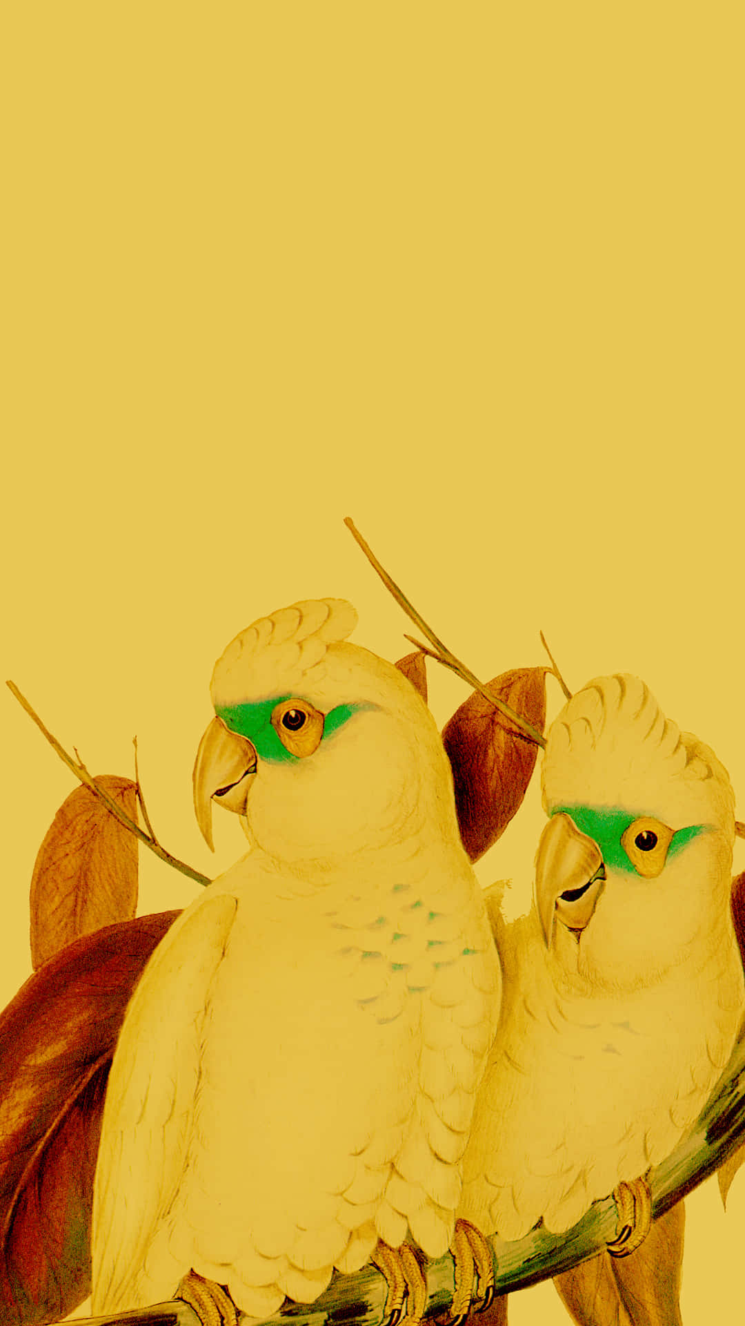 Yellow Parrot Pair Wallpaper