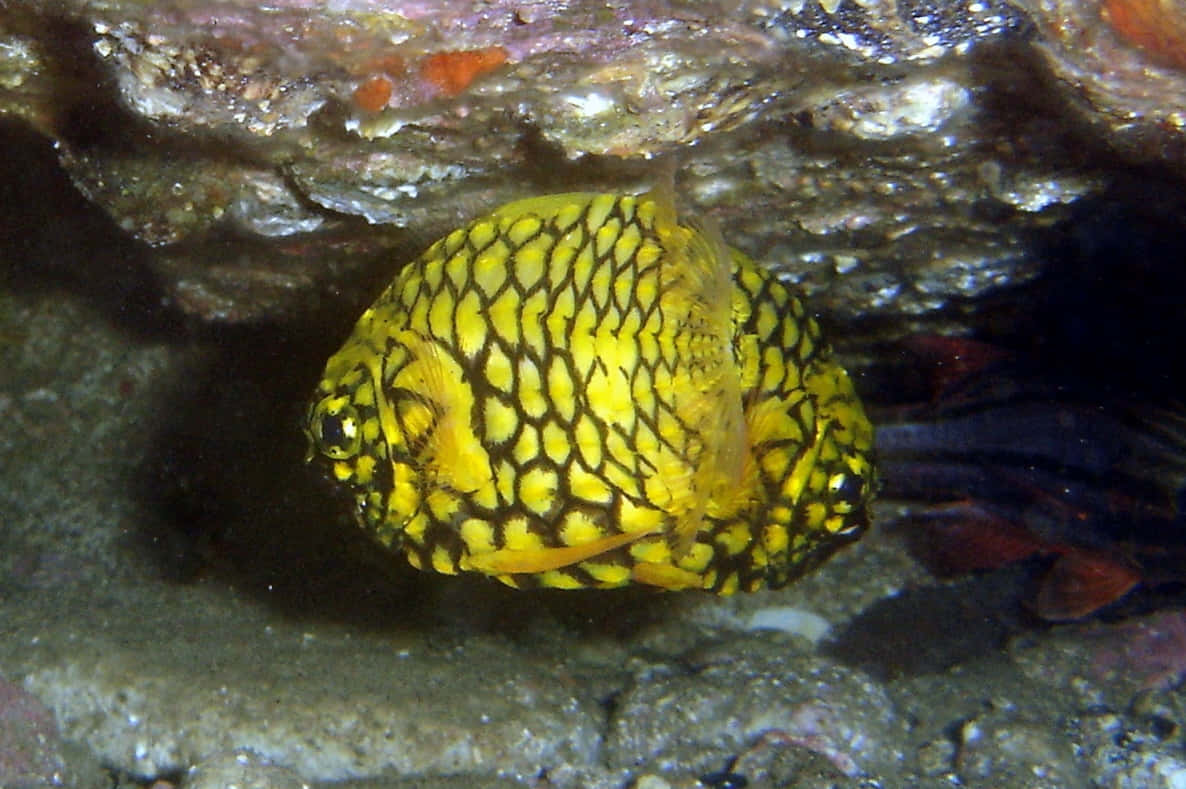 Yellow Patterned Pineapple Fish Wallpaper