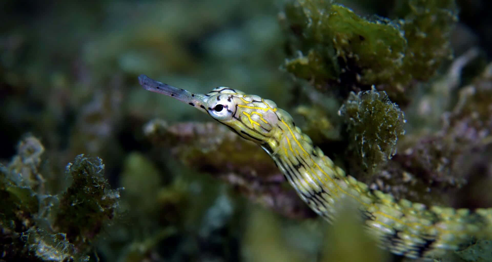 Yellow Patterned Pipefish Amidst Seaweed.jpg Wallpaper