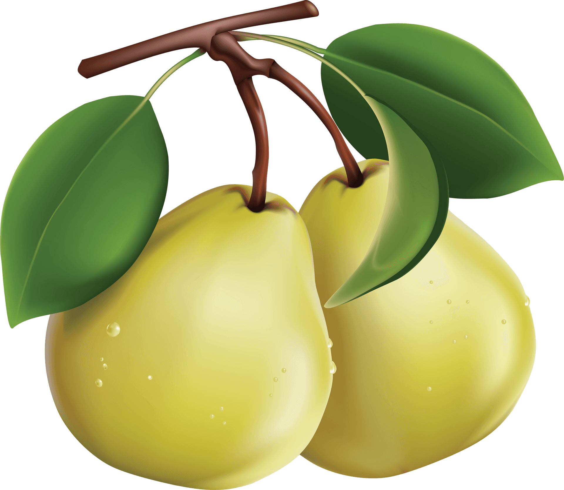 Yellow Pears With Leaves Vector PNG