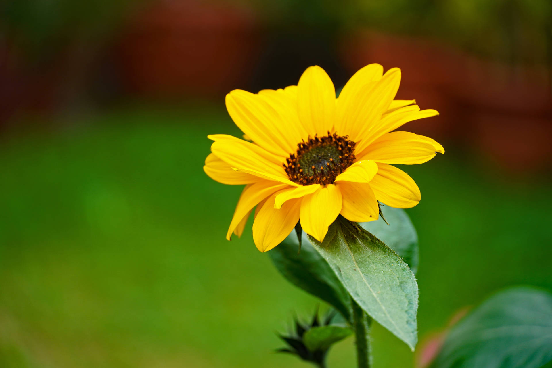 Yellow-petaled Flower Focus Wallpaper