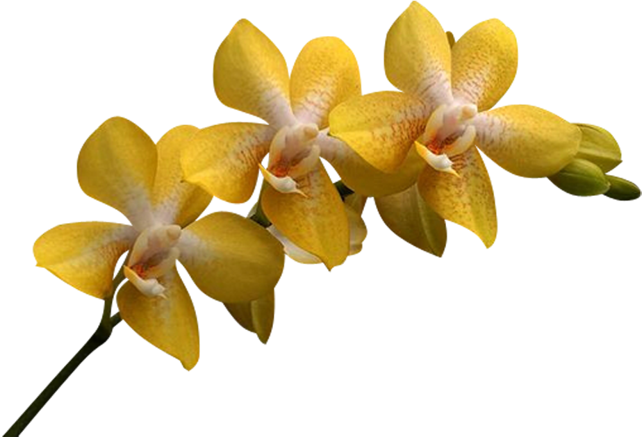 Yellow Phalaenopsis Orchid Bloom PNG